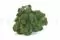 Lichene stabilizzato Forest Green (Cartone Sfuso) 4