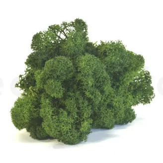 Lichen stabilis&eacute; Forest Green (Carton)