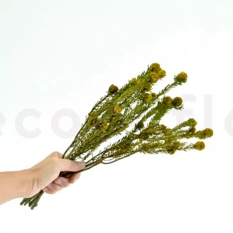 Tortum Femminile stabilizzato Giallo