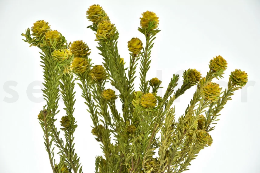 Preserved Tortum Female Yellow