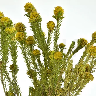 Tortum Hembra preservada Amarillo