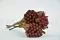 Brunia Albiflora stabilizzato Bordeaux 5