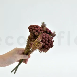 Brunia Albiflora preservada Burdeos