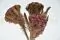 Brunia Albiflora stabilizzato Bordeaux 6