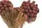 Brunia Albiflora stabilizzato Bordeaux 9