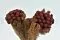 Brunia Albiflora stabilizzato Bordeaux 7