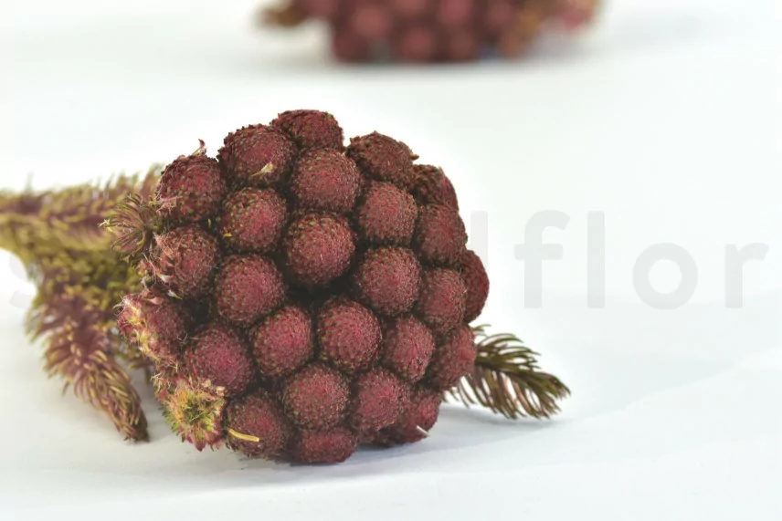 Brunia Albiflora stabilizzato Bordeaux