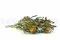 Banksia Dryandra preservada 9