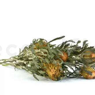Banksia Dryandra stabilis&eacute;e