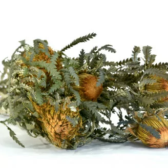 Preserved Banksia Dryandra