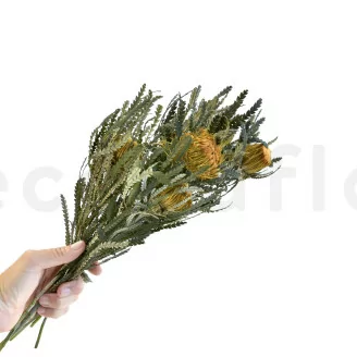 Banksia Dryandra stabilizzato