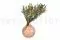Banksia Dryandra stabilizzato 4