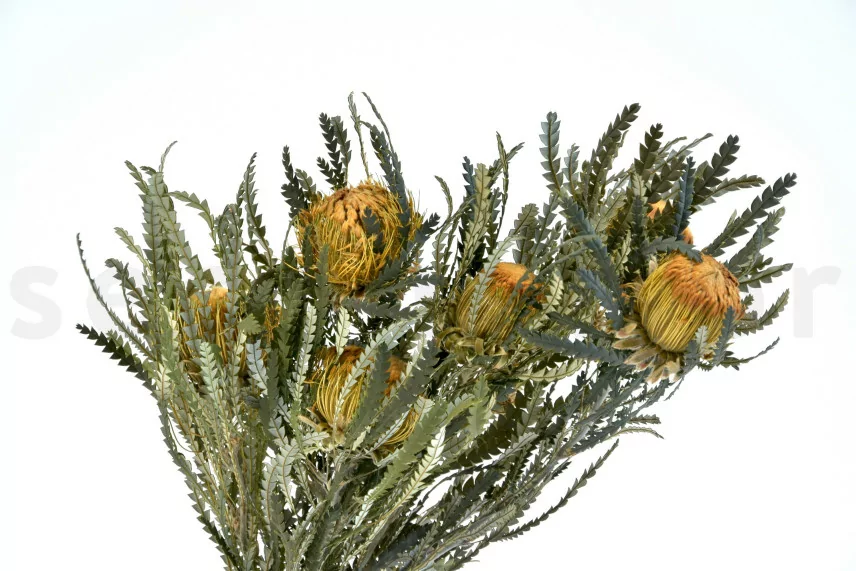 Preserved Banksia Dryandra