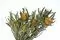 Konservierte Banksia Dryandra 1