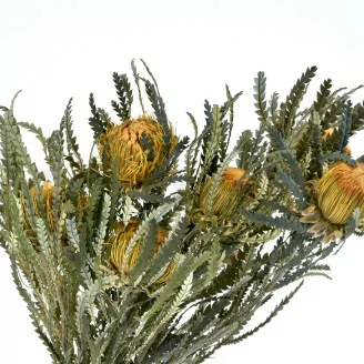 Banksia Dryandra preservada