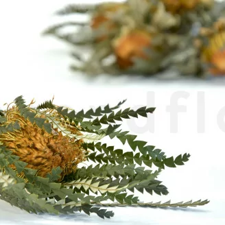 Banksia Dryandra stabilis&eacute;e