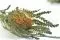 Banksia Dryandra preservada 8