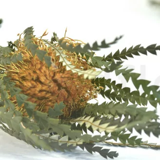 Banksia Dryandra stabilis&eacute;e