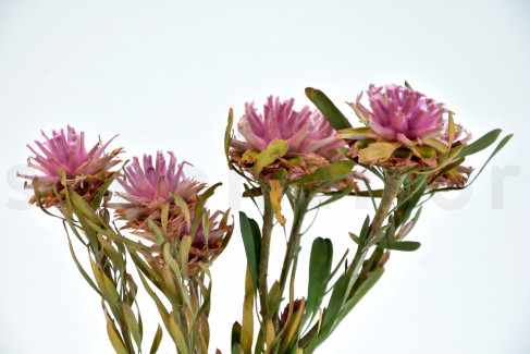 Plumosum femelle stabilisé - Bouquet - Rose
