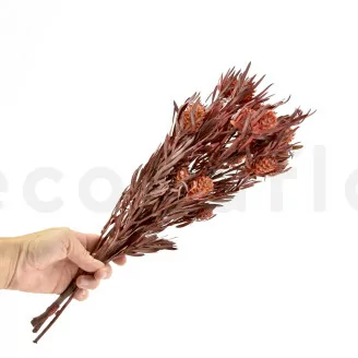 Salignum femminile stabilizzato Rosso