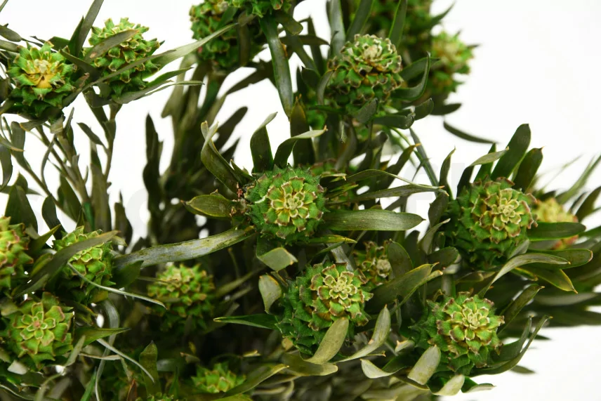 Salignum Femelle stabilis&eacute; Vert