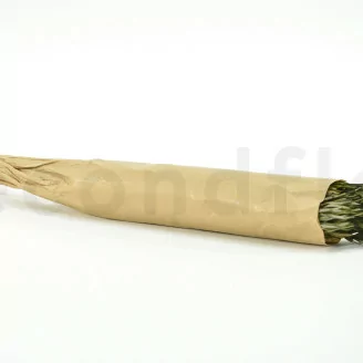 Preserved Salignum Male Green