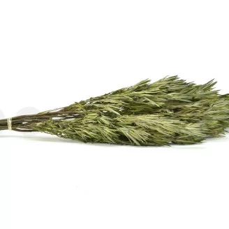 Preserved Salignum Male Green