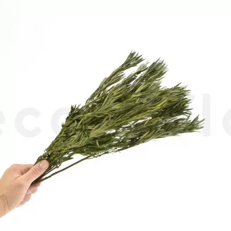 Salignum M&acirc;le stabilis&eacute;