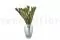 Salignum maschio stabilizzato 5