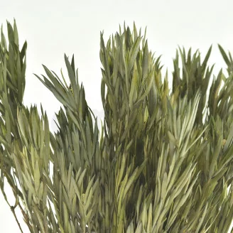 Salignum M&acirc;le stabilis&eacute;