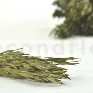 Preserved Salignum Male Green