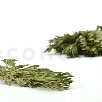 Preserved Salignum Male Green