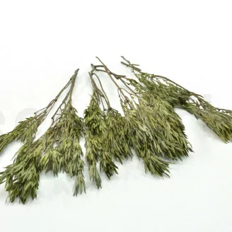 Preserved Salignum Male Green