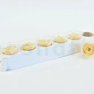 Rosa stabilizzata XL Champagne (x6)