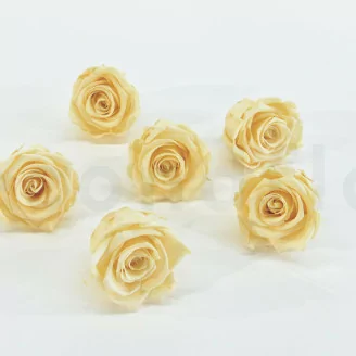 Rosa stabilizzata XL Champagne (x6)