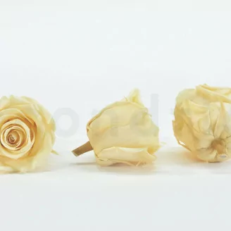 Preserved Rose XL Champagne (x6)