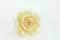 Rosa stabilizzata XL Champagne (x6) 6