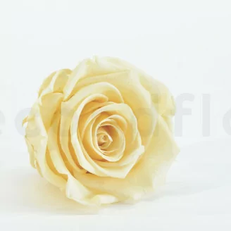 Rosa stabilizzata XL Champagne (x6)