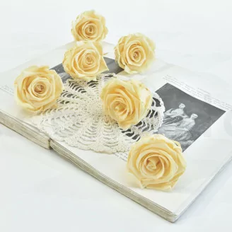 Rosa stabilizzata XL Champagne (x6)