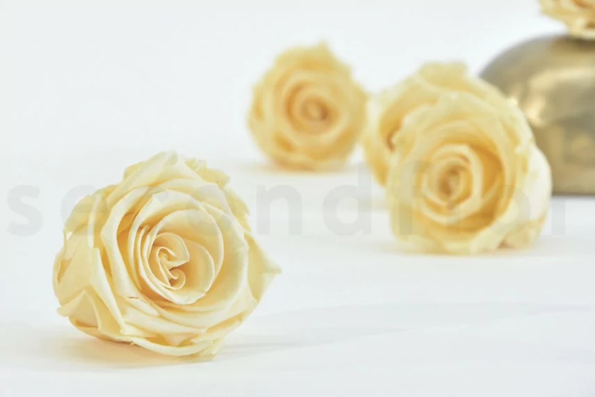 Rosa stabilizzata XL Champagne (x6)