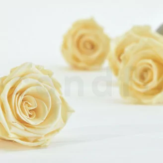 Konservierte Rose XL Champagne (x6)