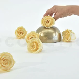 Rosa stabilizzata XL Champagne (x6)