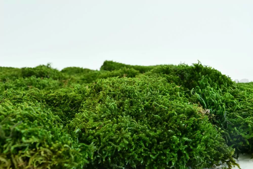 Bulk Loose Forest Moss Preserved