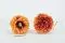 Preserved Dahlia Grace Orange (x2) 9