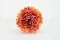 Dahlia Grace stabilis&eacute; Orange (x2) 4