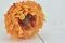 Dalia Grace stabilizzato Arancione (x2) 5