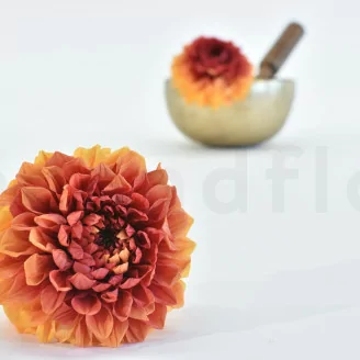 Dahlia Grace stabilis&eacute; Orange (x2)