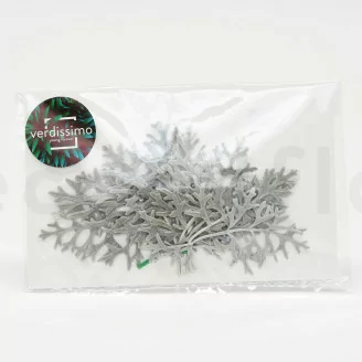Foglia di Cineraria stabilizzata Verde Argento (x10)