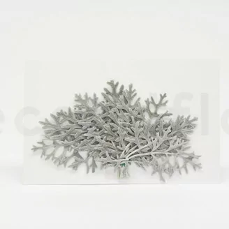 Feuille de Cineraria stabilis&eacute;e Vert / Argent (x10)