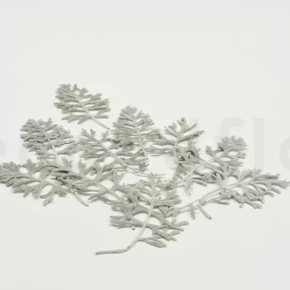 Feuille de Cineraria stabilis&eacute;e Vert / Argent (x10)